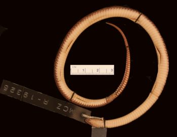 Media type: image;   Herpetology R-19326